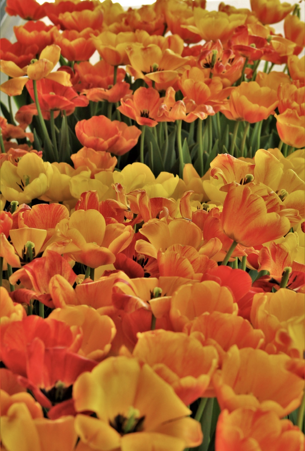 Orange and golden yellow tulips with green stems